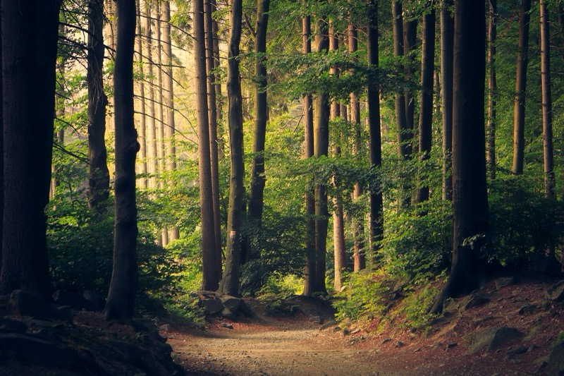 Pittsburgh Expands Urban Tree Planting Initiative to Enhance Environmental Health