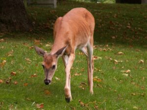 White-tailed deer at Allegheny Cemetery in Pittsburgh